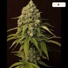 Grapefruit strain from Molecular Farms at Green Legacy