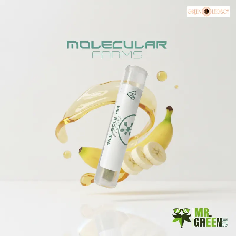 Honey Banana strain from Molecular Farms at Green Legacy