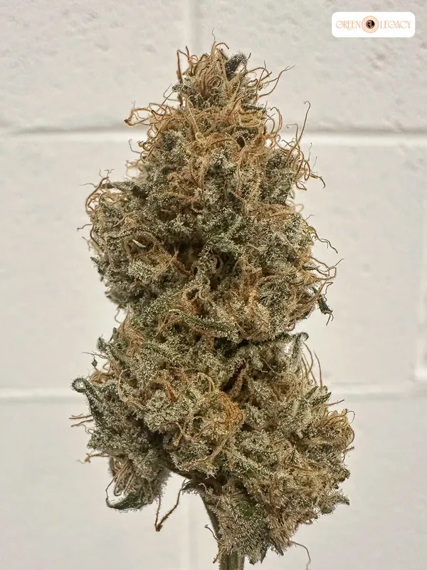 Huckleberry Juice strain from AltSol at Green Legacy