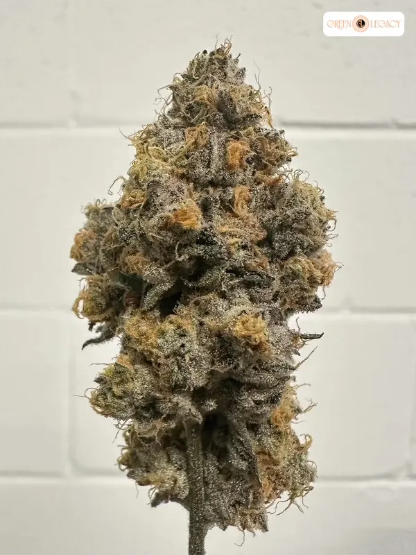Star 69 strain from AltSol at Green Legacy