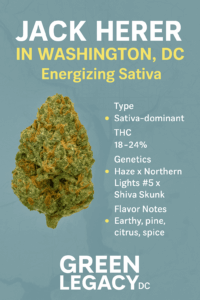 Green Legacy DC promotional graphic for Jack Herer strain, featuring a close-up of the cannabis bud with details about its sativa-dominant type, THC range, genetics, and flavor notes, set against a subtle map background with the Green Legacy logo