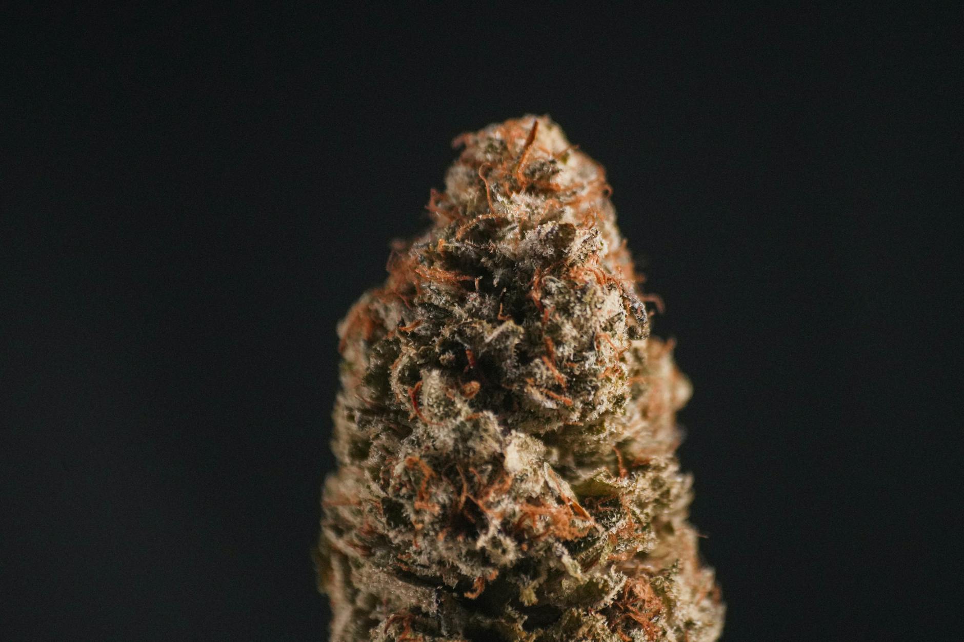 The Complete Guide to Brownie Scout Strain in 2026: 5 Reasons DC Medical Cannabis Patients Swear By This Potent Indica 1 brownie scout strain products at Green Legacy DC dispensary