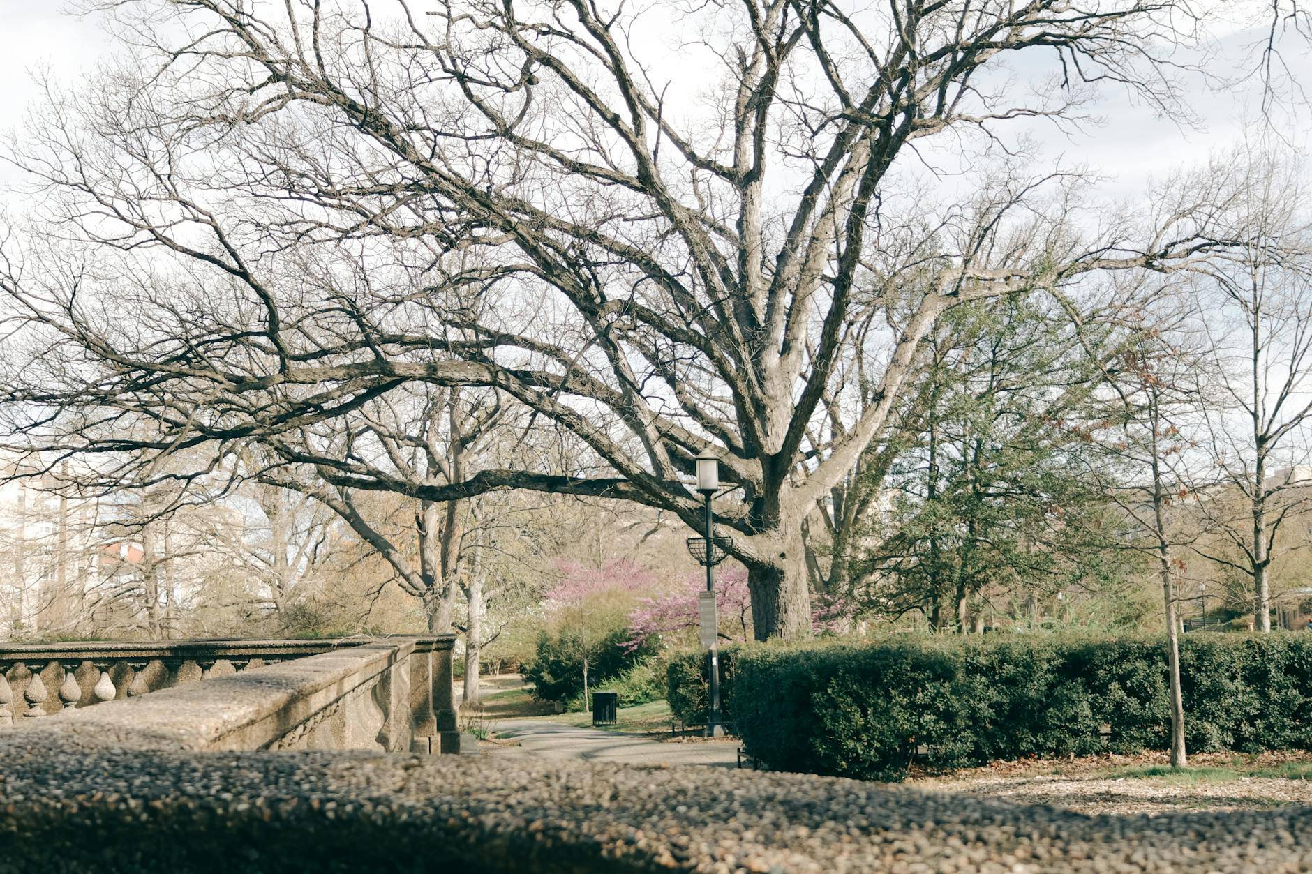 cannabis dispensary near Brightwood Park - Green Legacy medical cannabis dispensary serving Brightwood Park